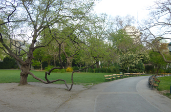 市立公園の樹木jpg.jpg
